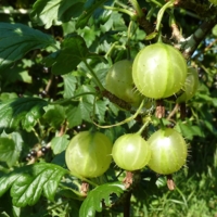 Gooseberry