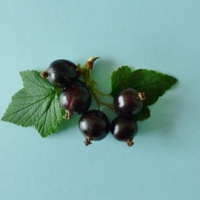 Blackcurrant