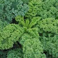 Kale 4.JPG