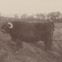 12-5-40_Cluny_Castle_prizewinning_bull.jpg 12-5-40_Cluny_Castle_prizewinning_bull.jpg